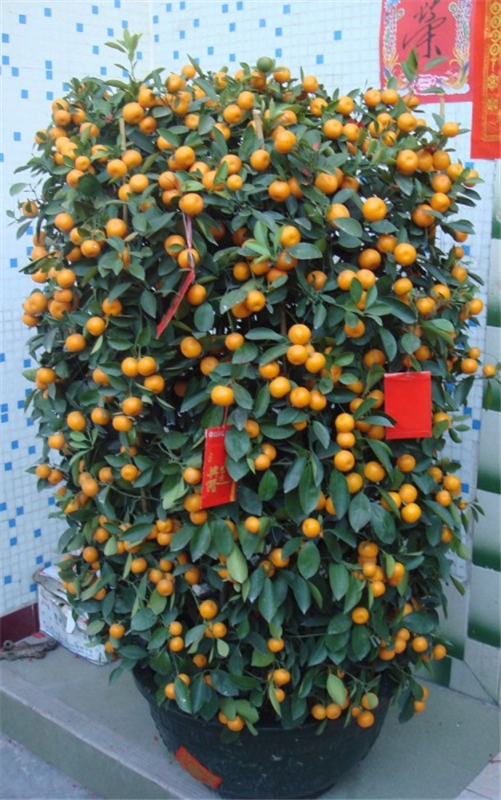 四季桔(jú)
