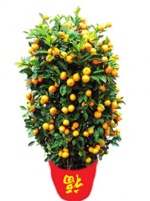 四（sì）季桔