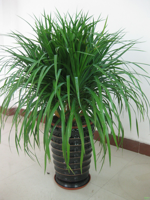 龙（lóng）血（xuè）铁