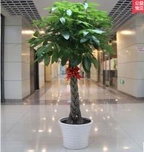 五遍发财树(shù)