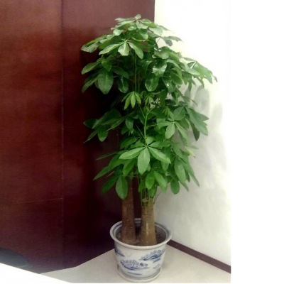 三支发财（cái）树