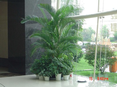 风尾（wěi）竹2