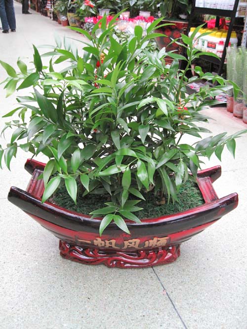 桌面（miàn）盆景