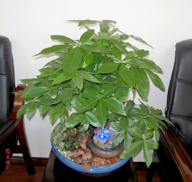 双拼发（fā）财树盆（pén）景