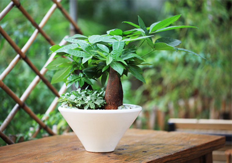 小发财树盆(pén)景