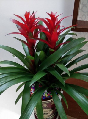 鸿运（yùn）当头