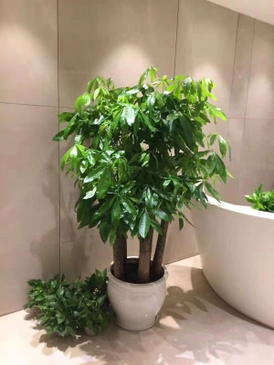 五支发财树(shù)