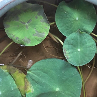 碗莲叶子生病了怎么办 碗莲（lián）叶子（zǐ）得了叶斑病怎么救