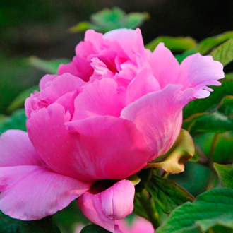 牡（mǔ）丹冬天怎么管理