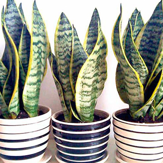 虎皮兰适合（hé）放在卧室吗 虎皮（pí）兰放在卧室养好吗（ma）