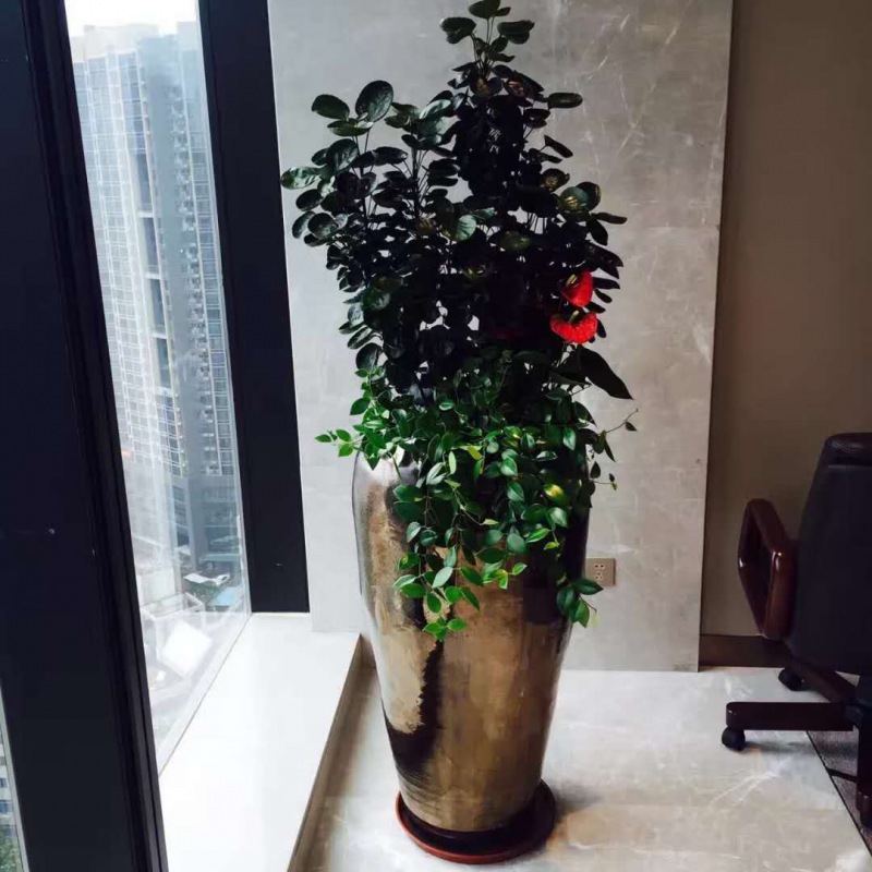 组合（hé）圆叶福禄桐