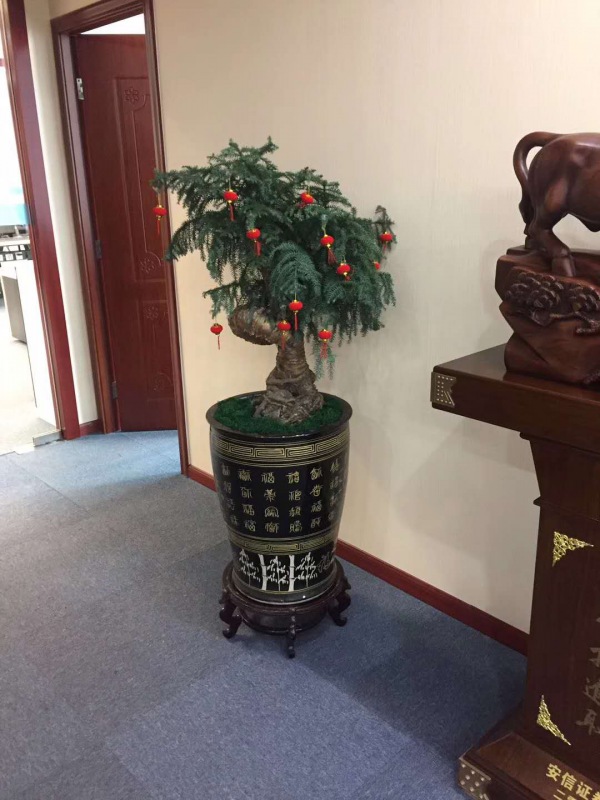 不(bú)老松(sōng)