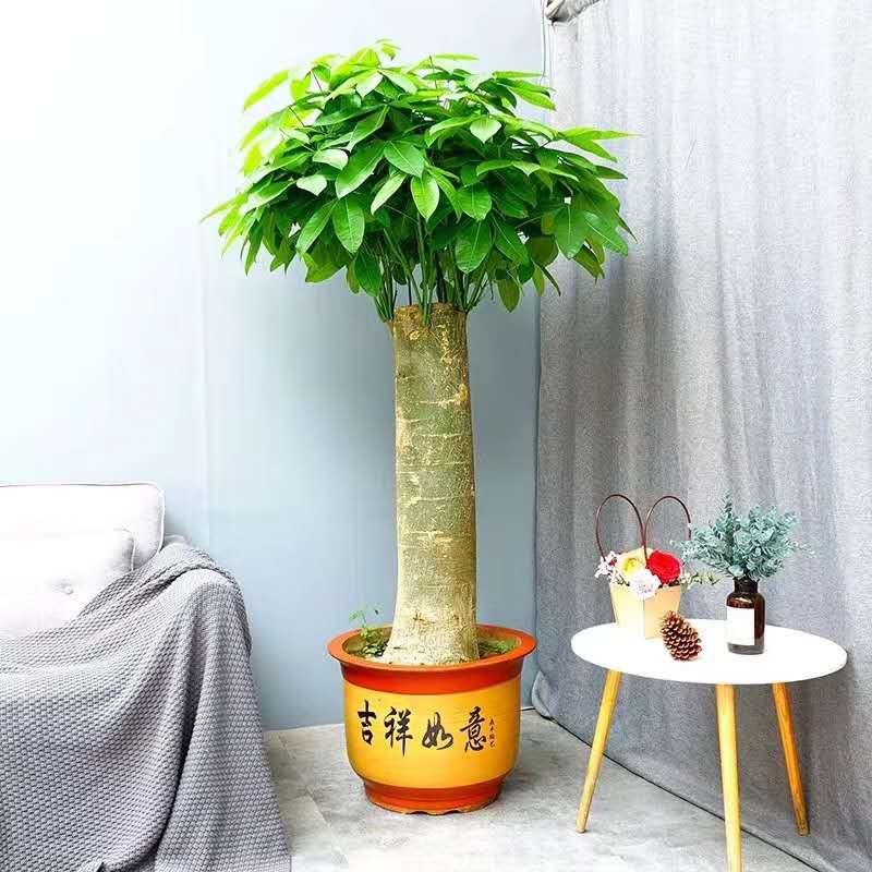 单支(zhī)发财树