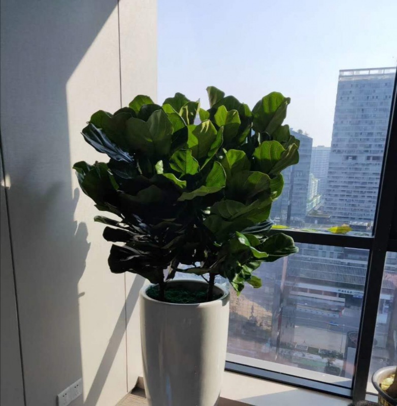 琴（qín）叶榕（róng）