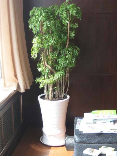 细（xì）叶福禄桐