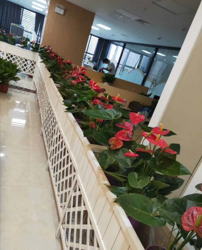 花槽（cáo）植物