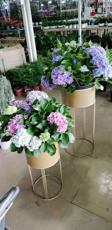 开花植物（wù）