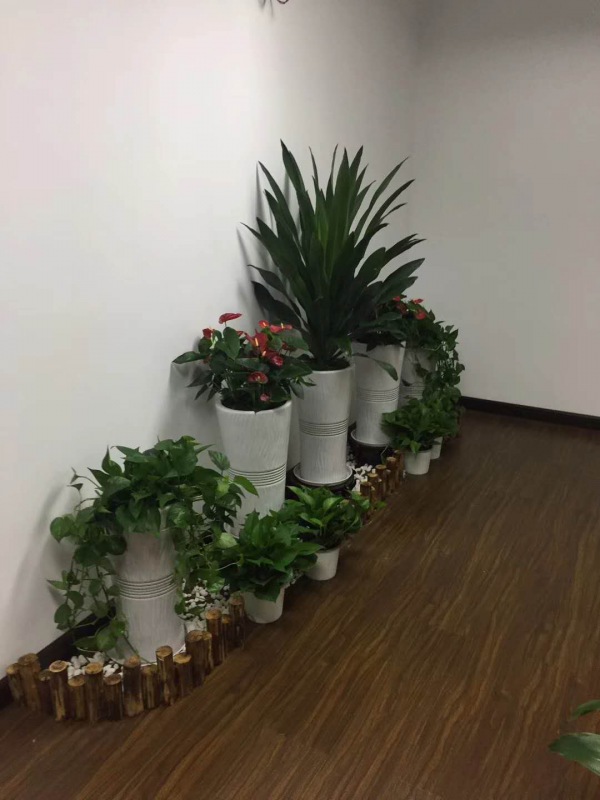 艺术组合盆景（jǐng）