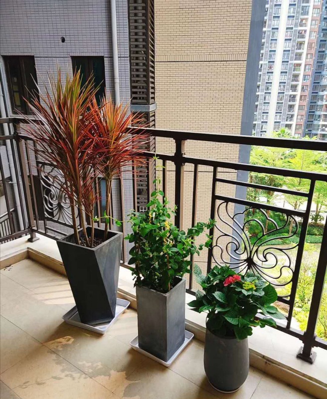 艺术组合（hé）盆景