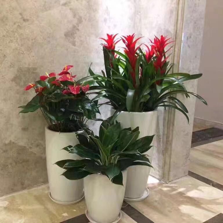 艺术(shù)组合盆景