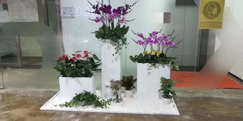 艺术组合(hé)盆景