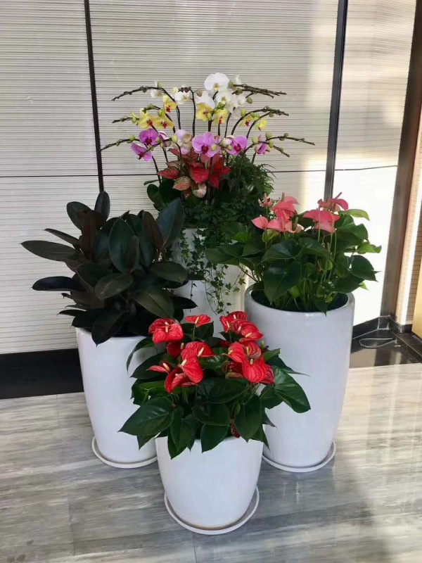 艺术组合盆景（jǐng）