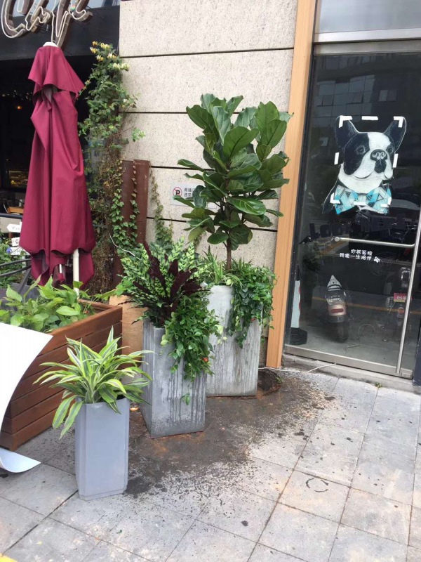 艺术组合盆景（jǐng）