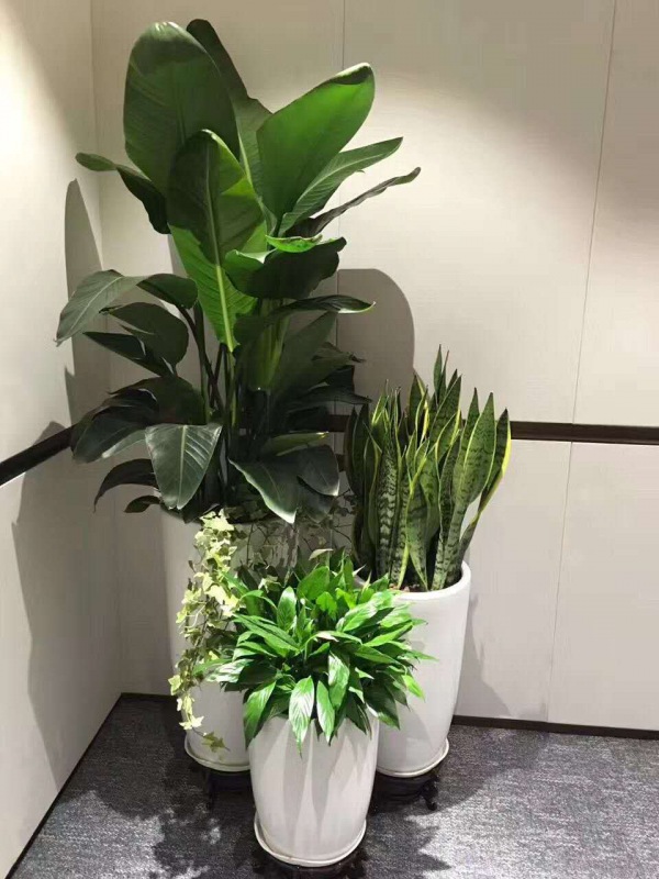 艺术组合盆（pén）景