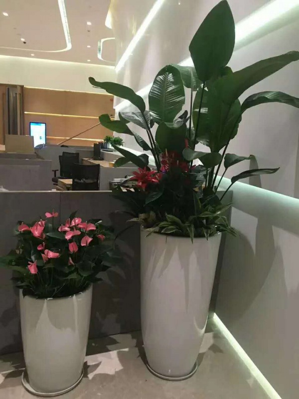 艺(yì)术(shù)组合盆景(jǐng)