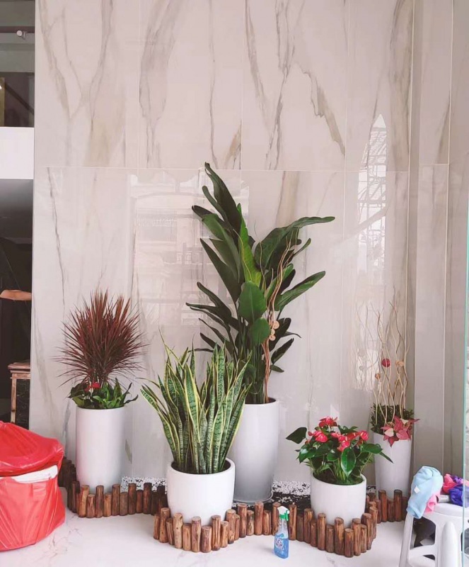 艺术组(zǔ)合(hé)盆景(jǐng)