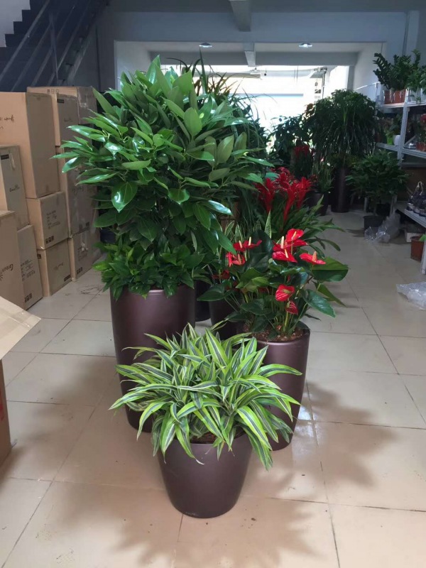 艺术组合盆(pén)景(jǐng)