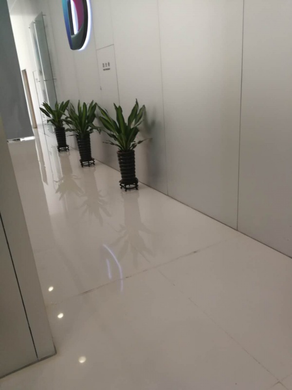 中（zhōng）型室内植物