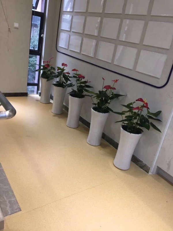 中型室内植物（wù）