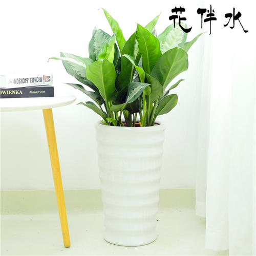 中型室内(nèi)植(zhí)物