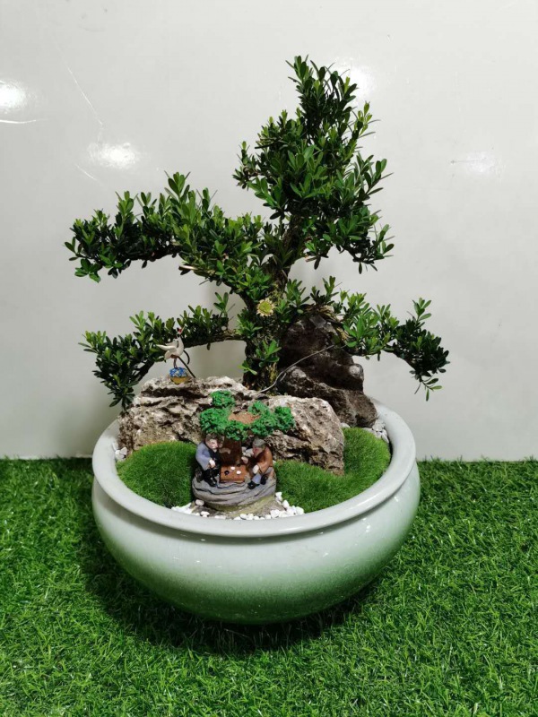 桌面盆（pén）景