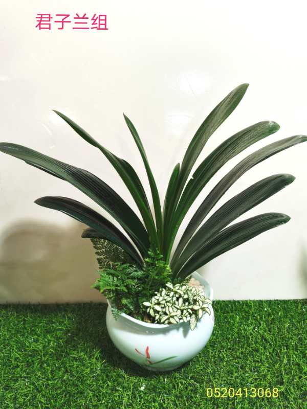 桌面（miàn）盆景