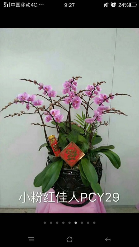 桌面盆景（jǐng）