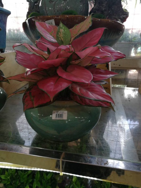 桌面盆景（jǐng）