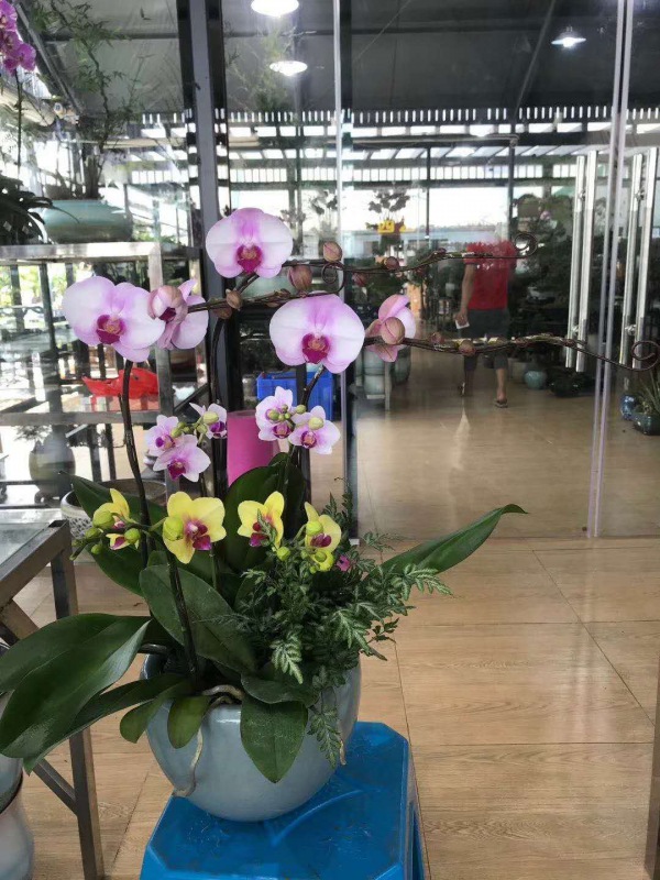 桌（zhuō）面盆景