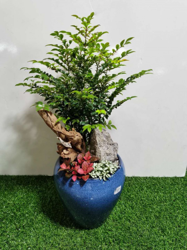 桌面盆（pén）景