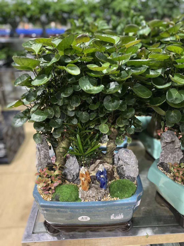 桌面（miàn）盆景