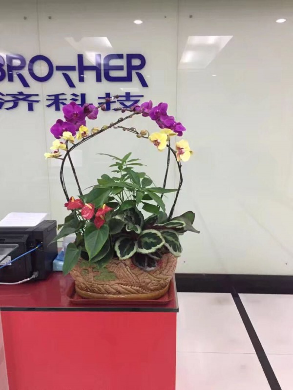 桌面盆景（jǐng）