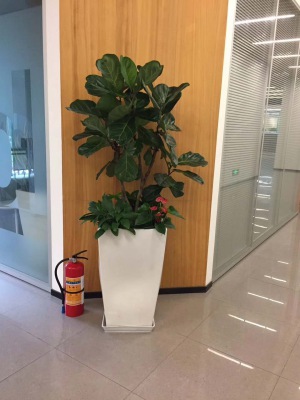 组合琴(qín)叶榕