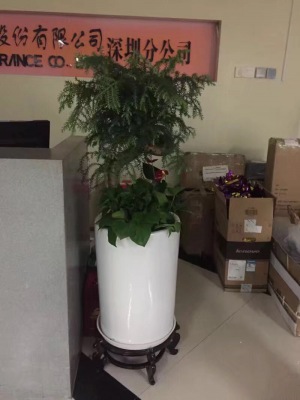 不（bú）老松（sōng）