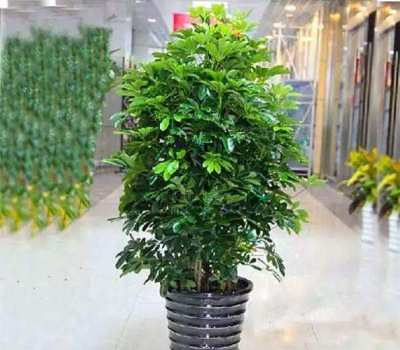 招（zhāo）财树