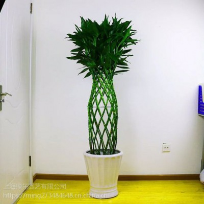 富贵竹（zhú）笼（lóng）