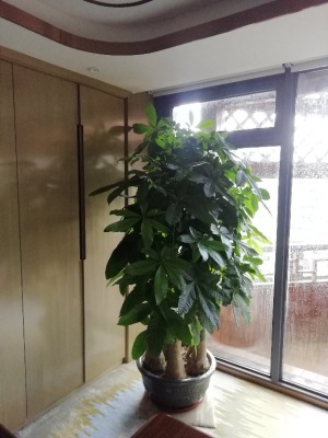 平（píng）安树（shù）