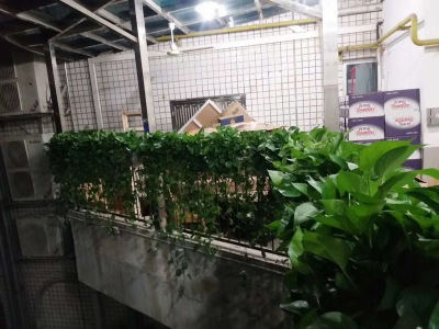 花(huā)槽植(zhí)物