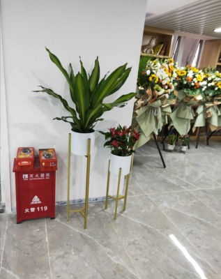 花架植（zhí）物