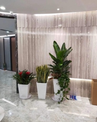 艺术（shù）组合（hé）盆景